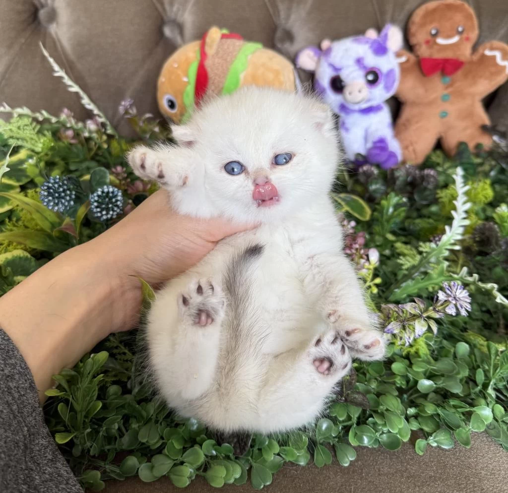 Yüksek Kalite British Shorthair Golden