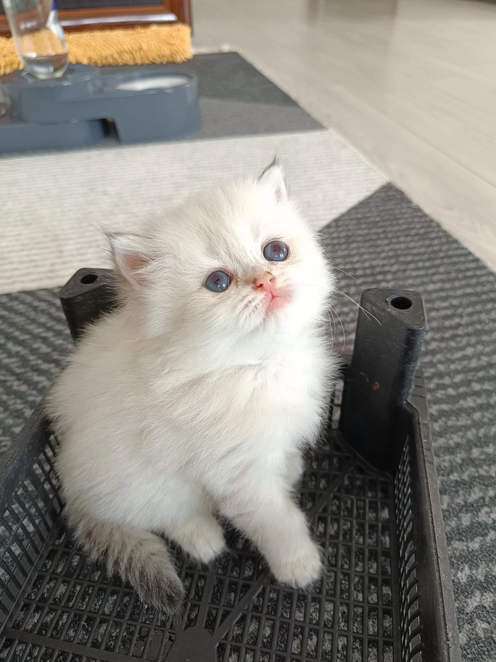 Muhteşem Güzellikte Golden Blue Point British Longhair
