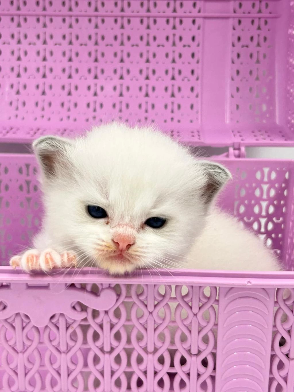 Şampiyon Anne Ve Babanın Safkan Ragdoll Bebekleri