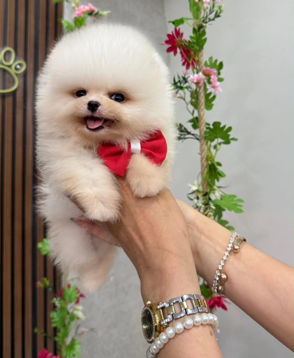 Orjinal Pomeranian Boo