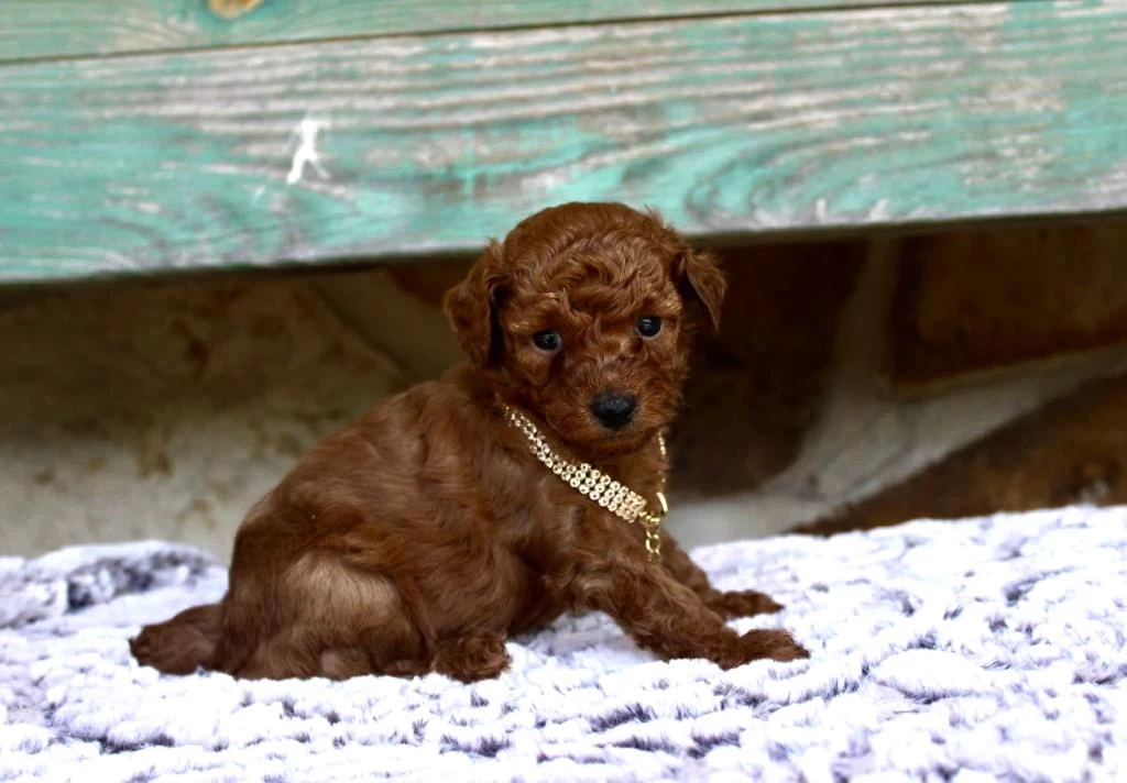 Toy Poodle İrk Garantili Yavrular