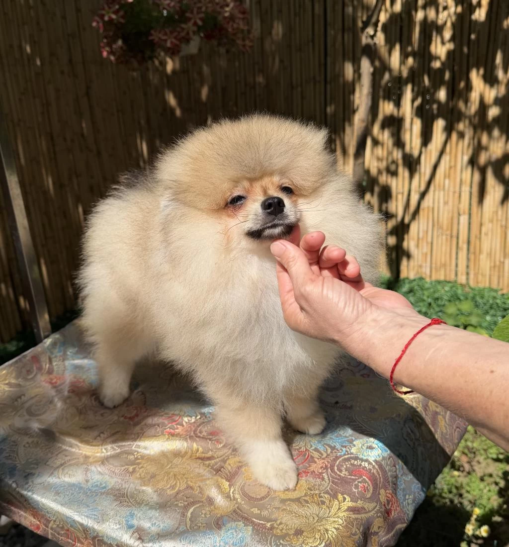 Pomeranian Boo Erkek Garantili