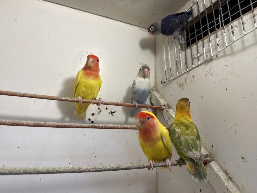 Sevda Ve Cennet Papağanlari City Petshop