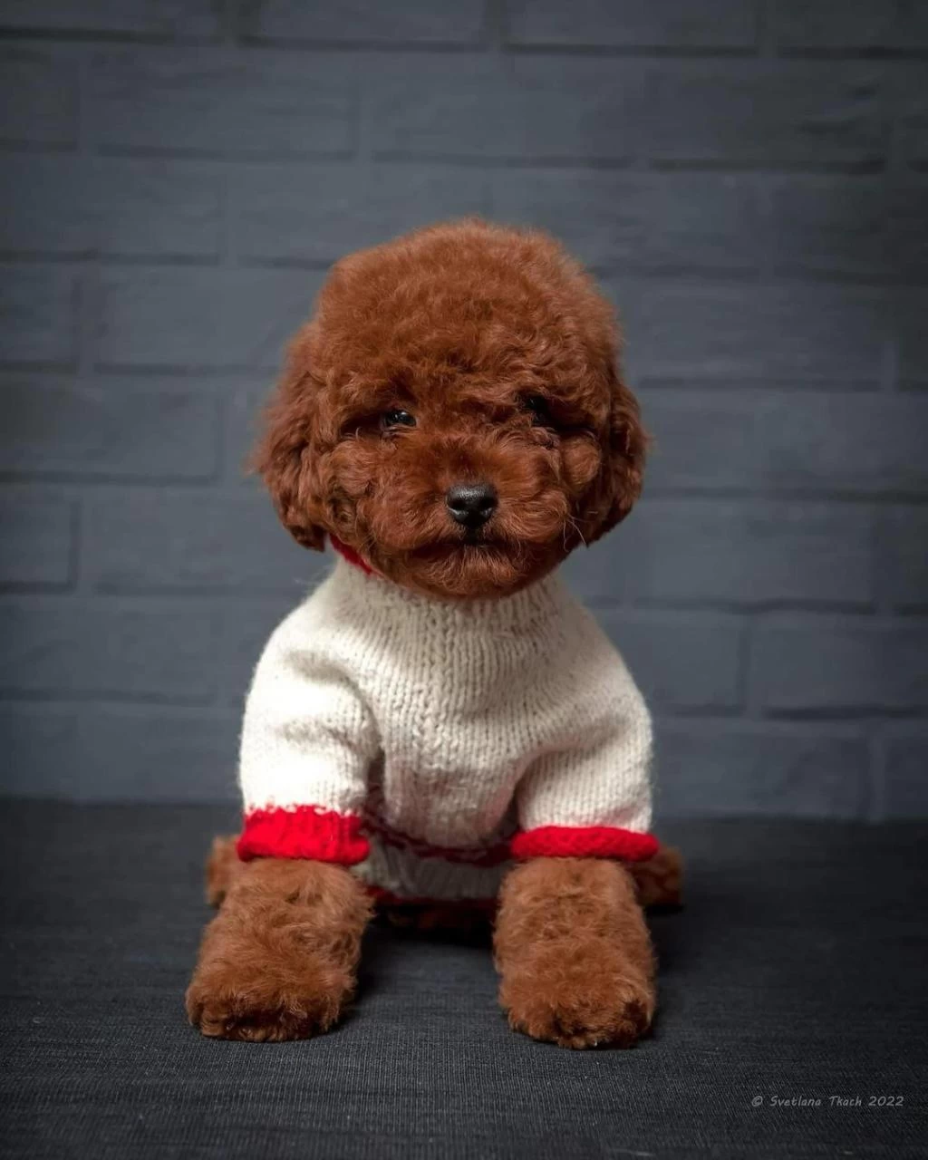Ruhsatli Çiftlikten Toy Poodle Bebekler