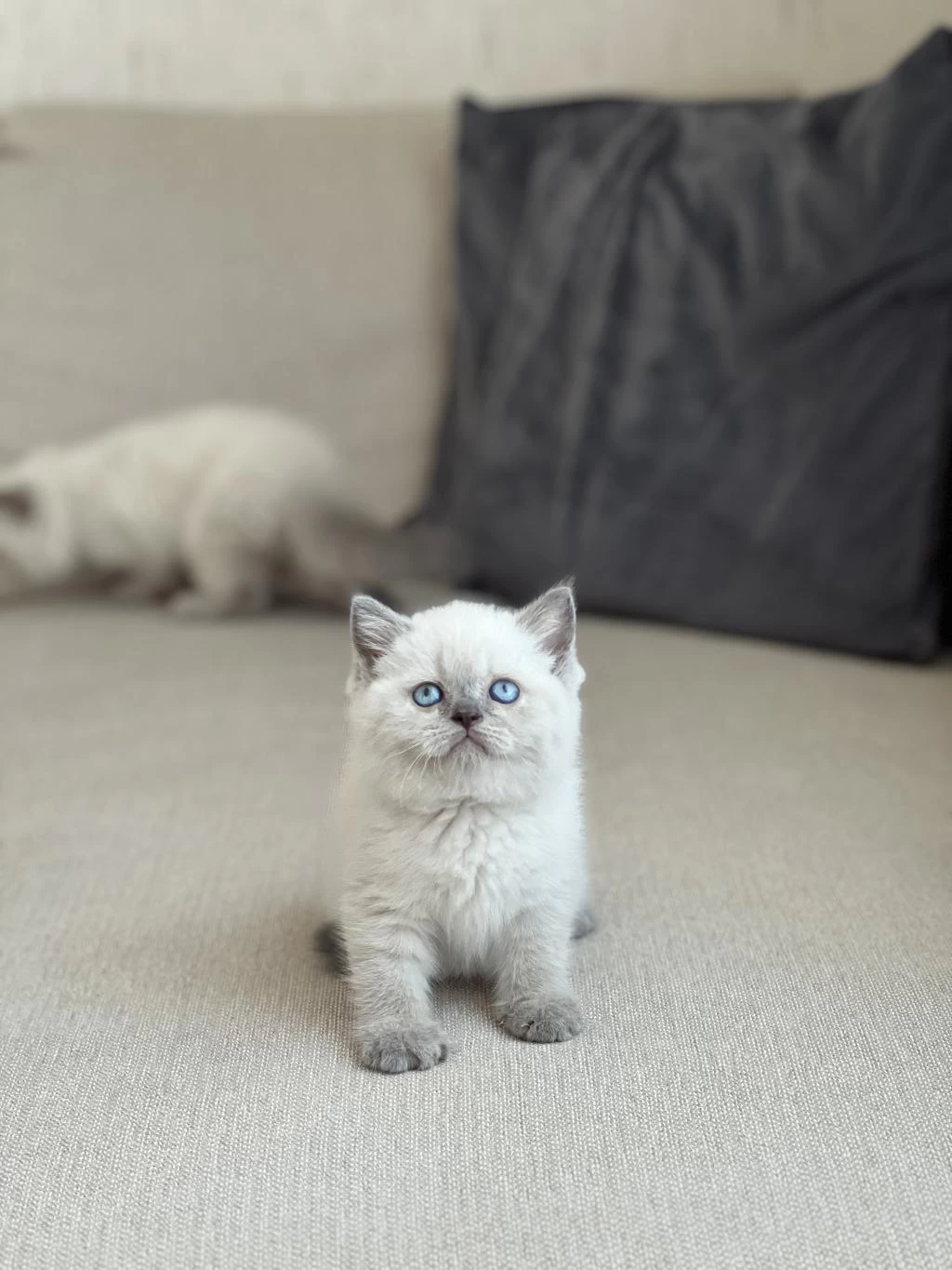 Oyuncu Blue Point Safkan British Shorthair Yavrum