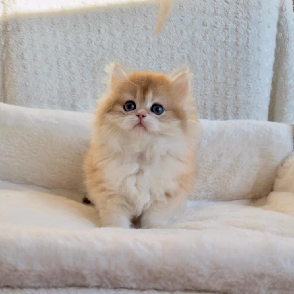 Blh 2 Aylık Erkek British Longhair
