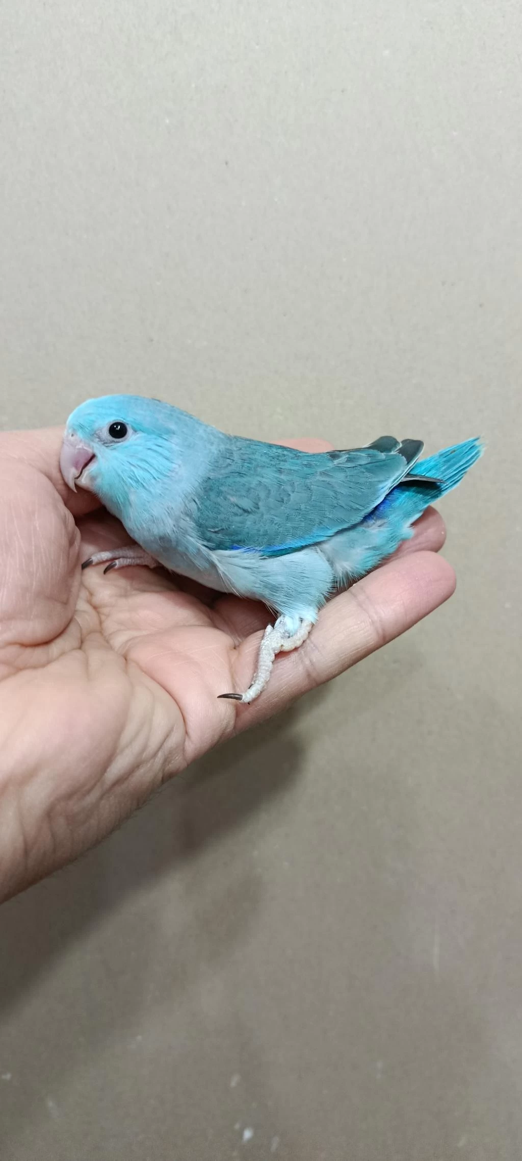 Turkuaz Mavi Erkek Forpus Bebek