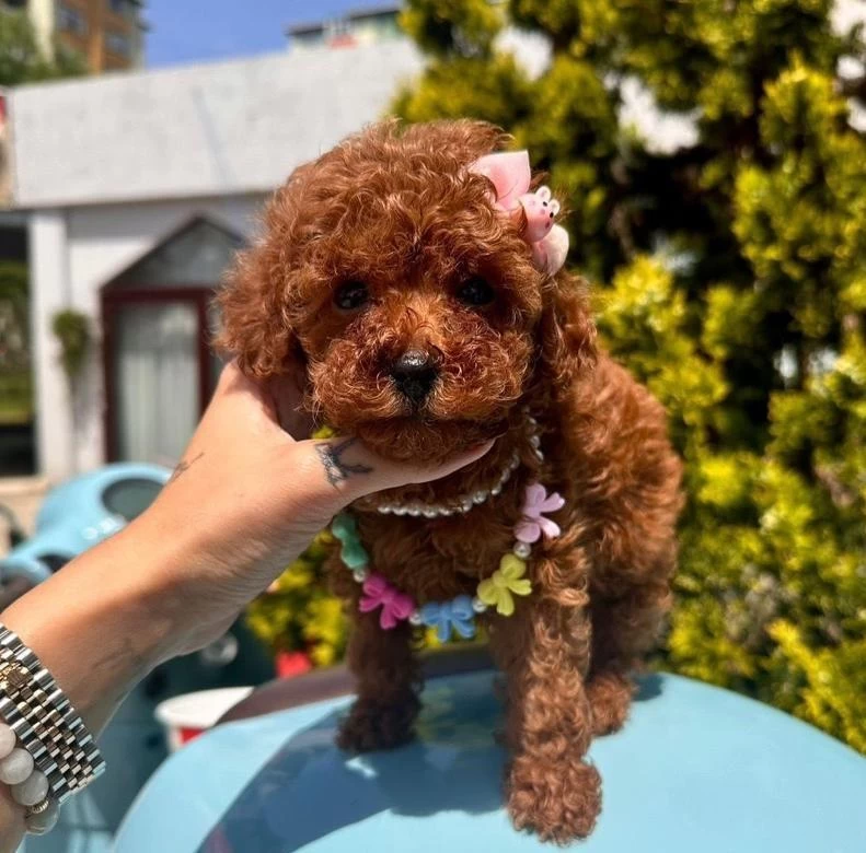 Sevimli Toy Poodle Yavrularımız