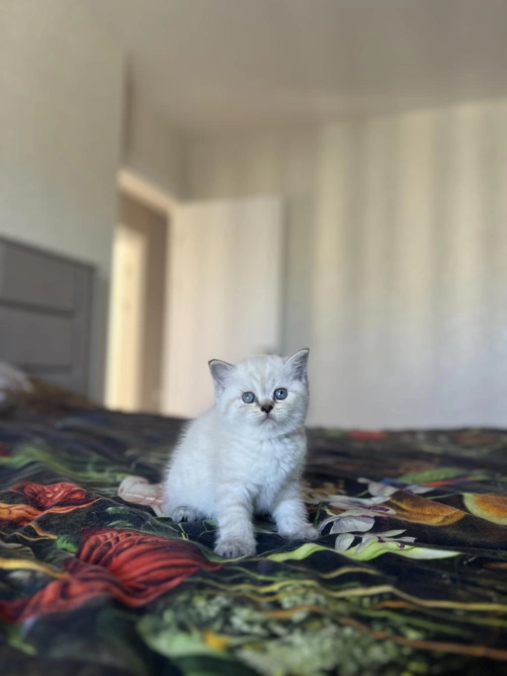 Ev Ortaminda Büyüyen British Shorthair Yavrularim
