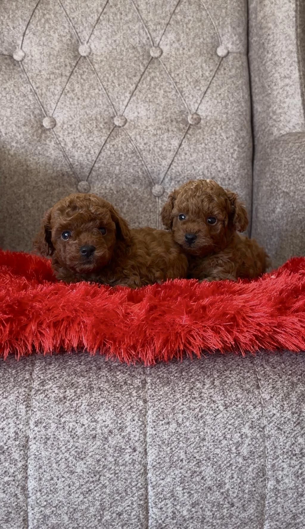 Toy Poodle Bebekleri