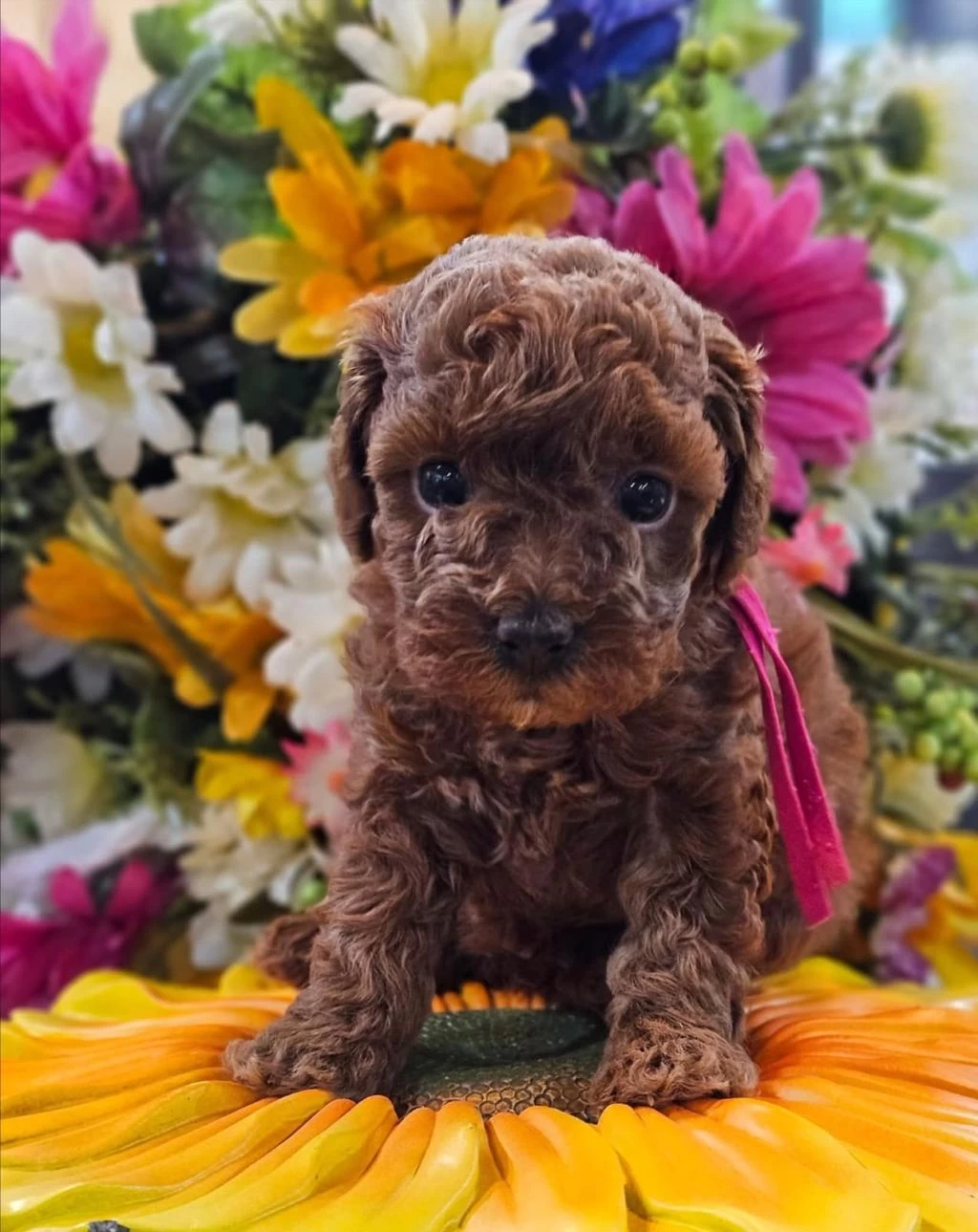 Ruhsatli Köpek Çiftliğinden Toy Poodle Yavrularımız