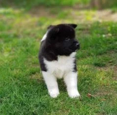 İrk Ve Sağlık Garantili Amerikan Akita Yavrular