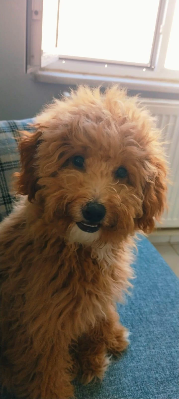 Yetişkin Dişi Maltipoo