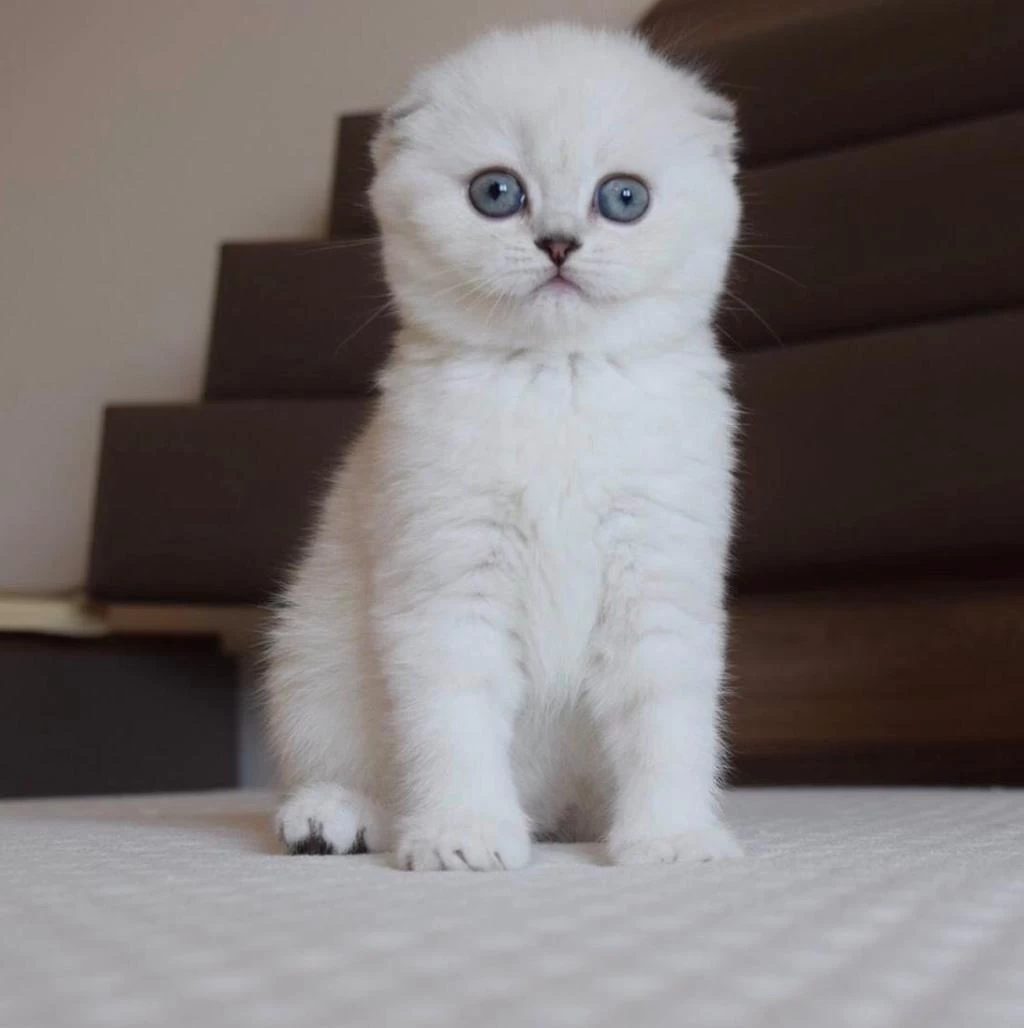Mavi Gözlü Ve Yeşil Gözlü Scottish Fold Yavrular