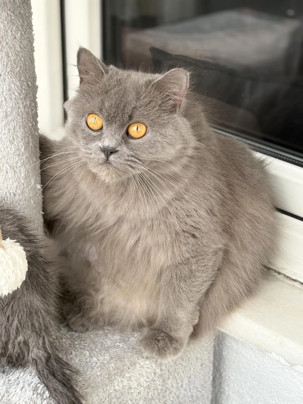 Ücretsiz British Longhair Kedisi