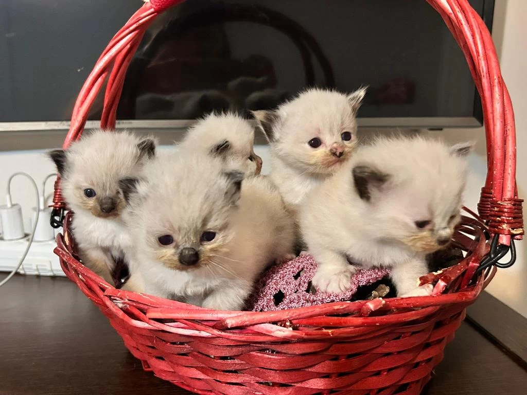 Şecere Garantili Anne Ve Baba Şampiyon Hatlardan Kediler