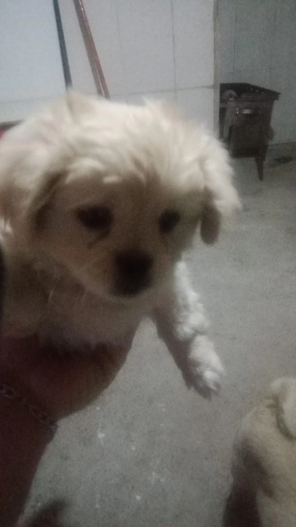 A Kalite Albino Pekinez Yavrusu