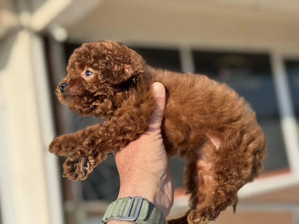 Petmode Köpek Çiftliğinden Tea Cup Kore Poodle