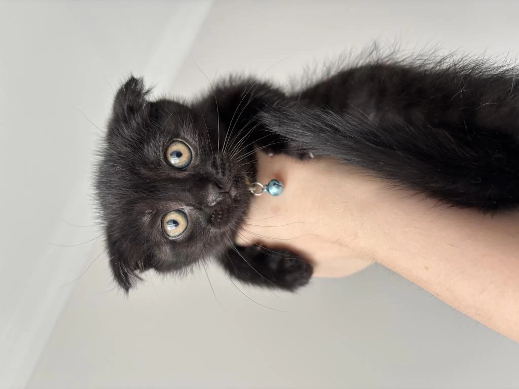 Yavru Scottish Fold Kedime Yeni Yuva Arıyoruz