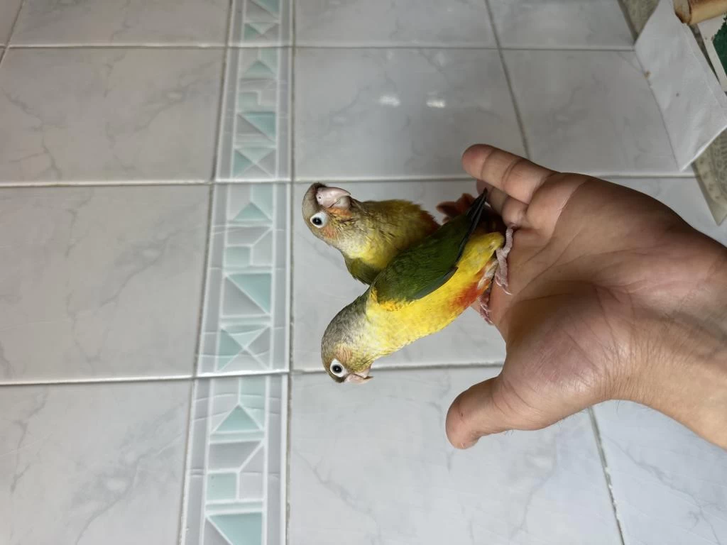 El Besleme Konur Papağani