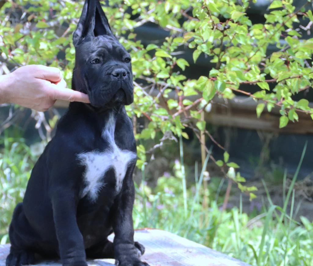 Fci-kif Secereli Federasyon Kayitli Cane Corso