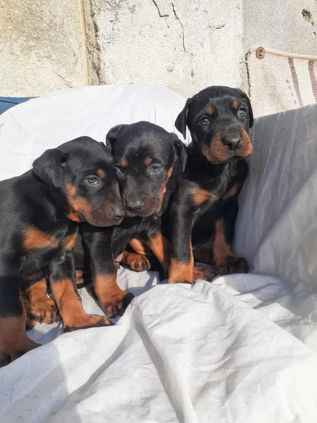 Safkan Doberman Yavrular