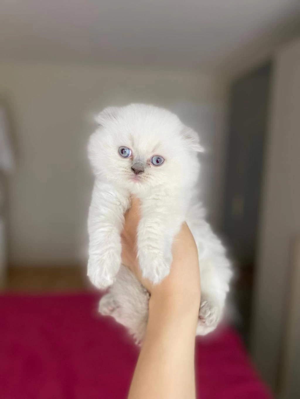 Scottish Fold Longhair Yavrular Teslime Hazir