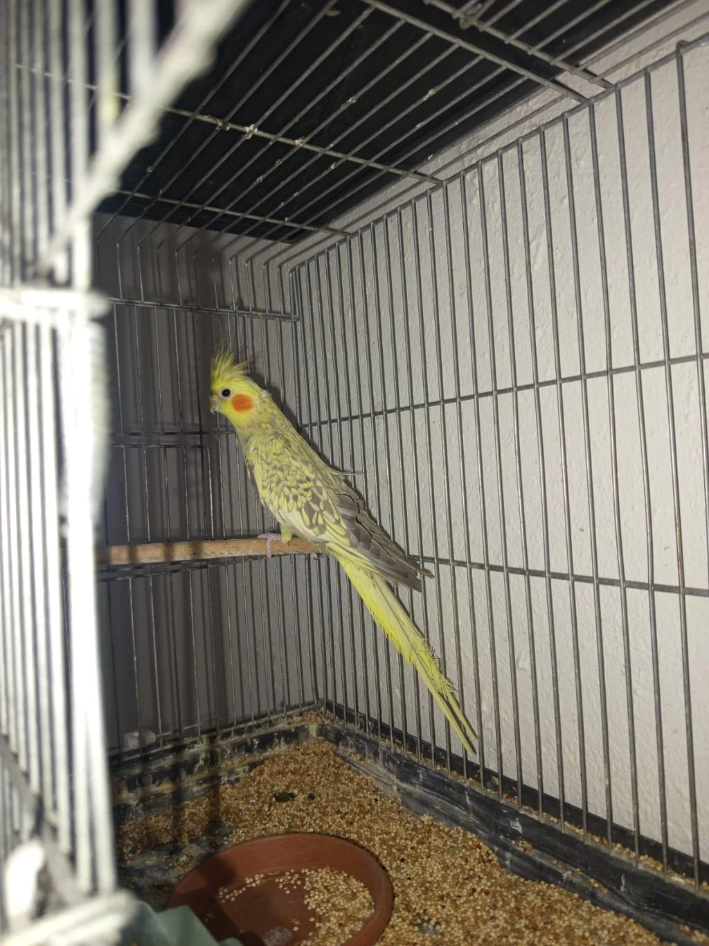 Sultan Papağanı 1 Yaşında