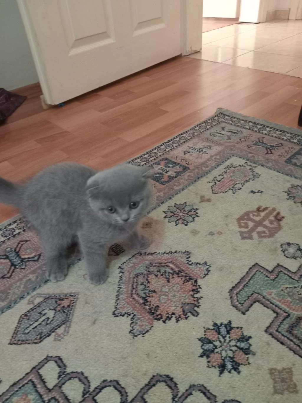 Sağlıklı Erkek Scottish Fold