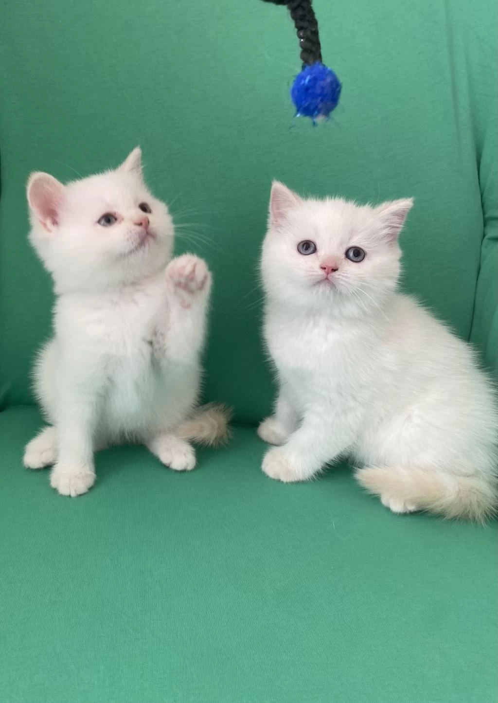 Safkan British Shorthair Bebeklerim