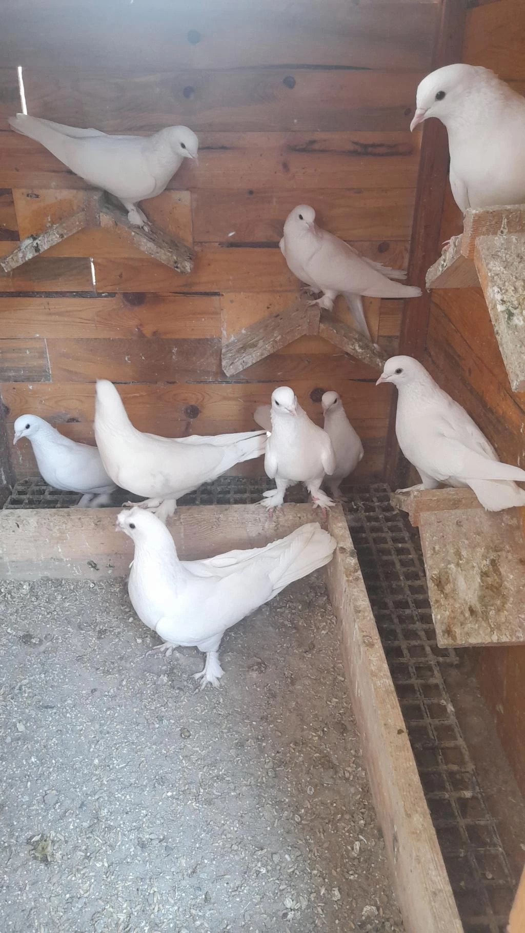 Bir Kümes Beyaz Güvercinler 81 İle Gönderim Olur