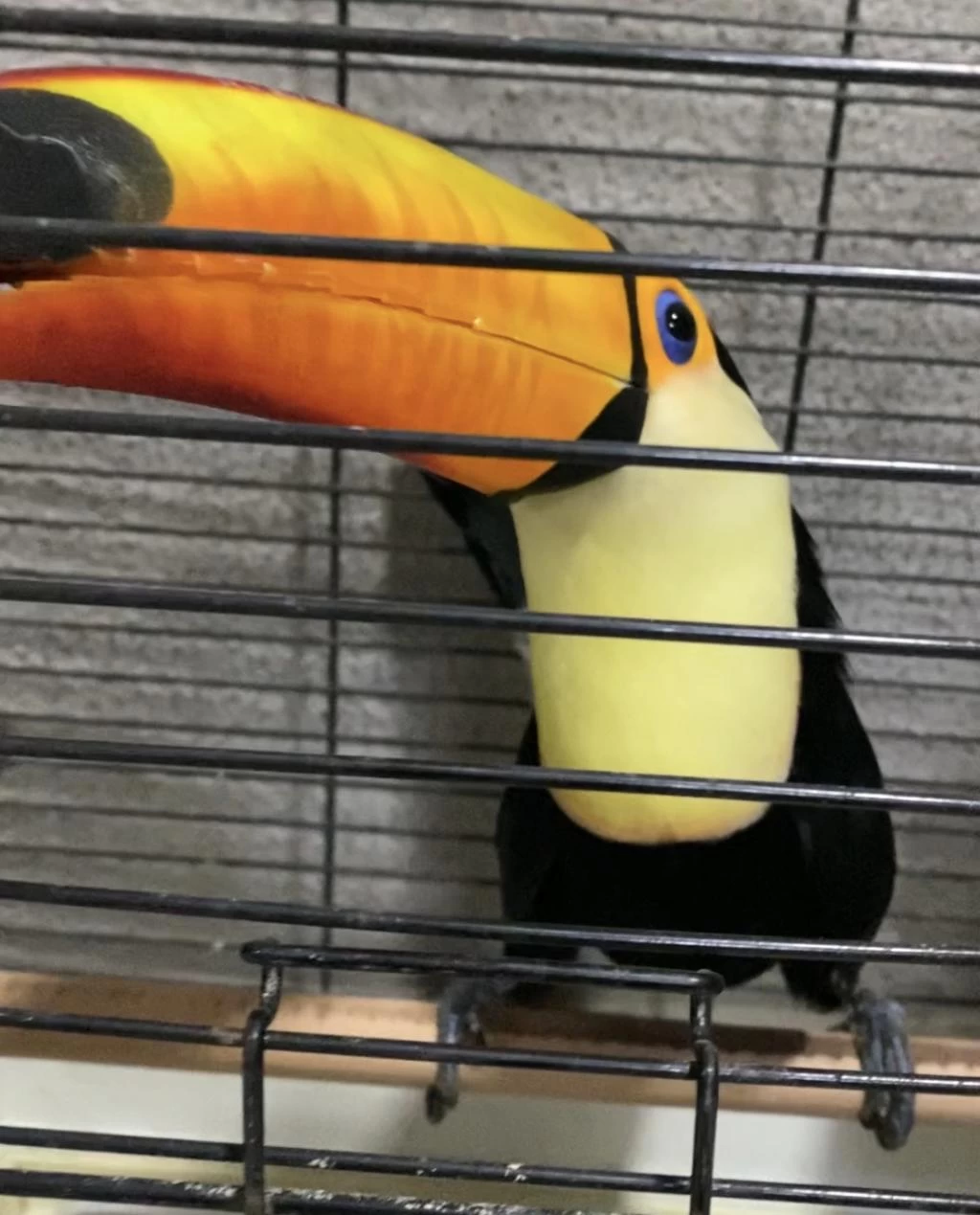 Taka Tucan Papağani Faturali