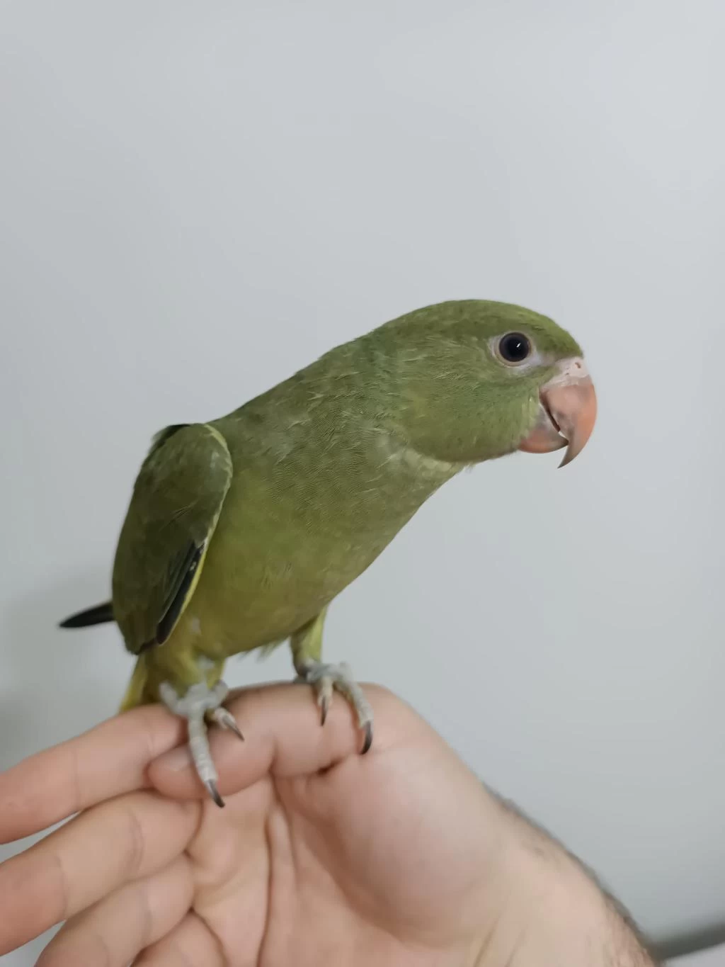 Nadir Mutasyon Haki Renk Bebek Pakistan Papağanı