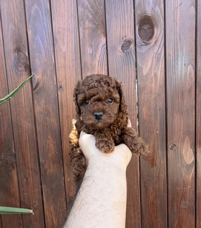 Dark Brown Kore Teacup Yavrular