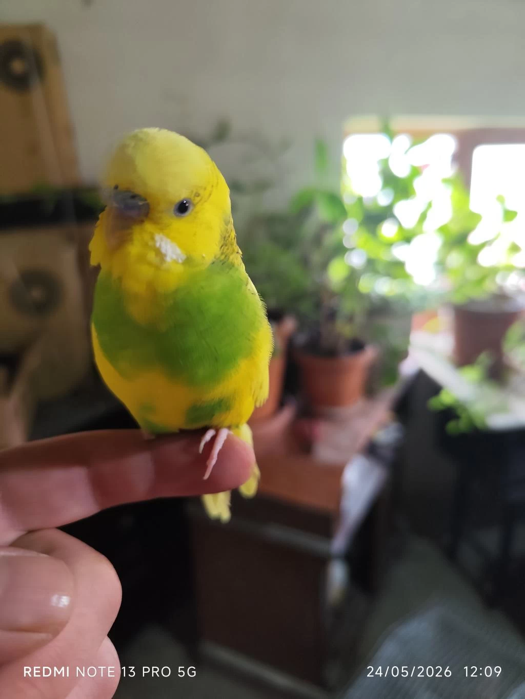 Ele Alışık Erkek Muhabbet Kuşu