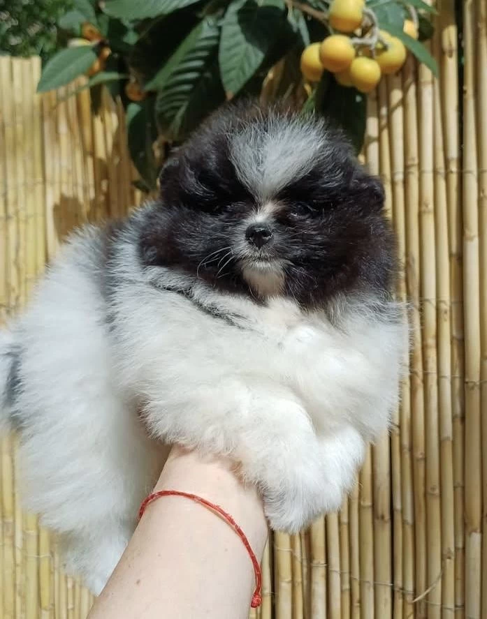 Garantili Ayı Surat Pomeranian Erkek
