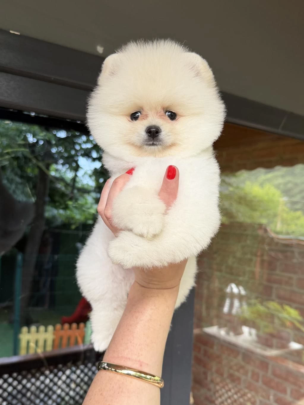 Boo Erkek Pomeranian