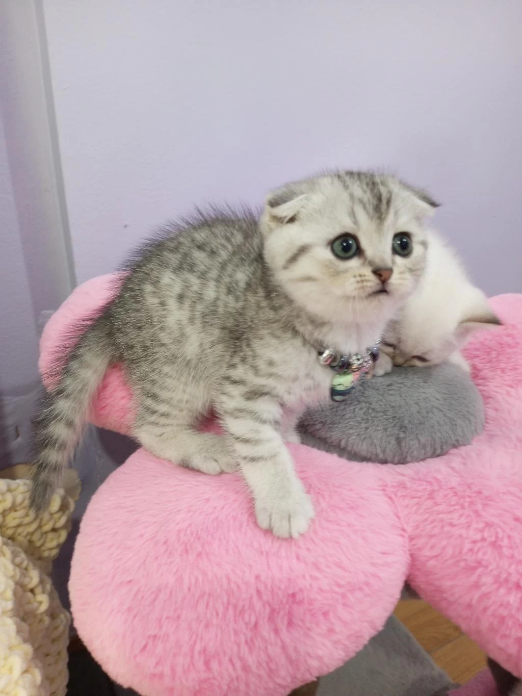 Safkan Scottish Fold Ve Straight Yavrular Catteryden