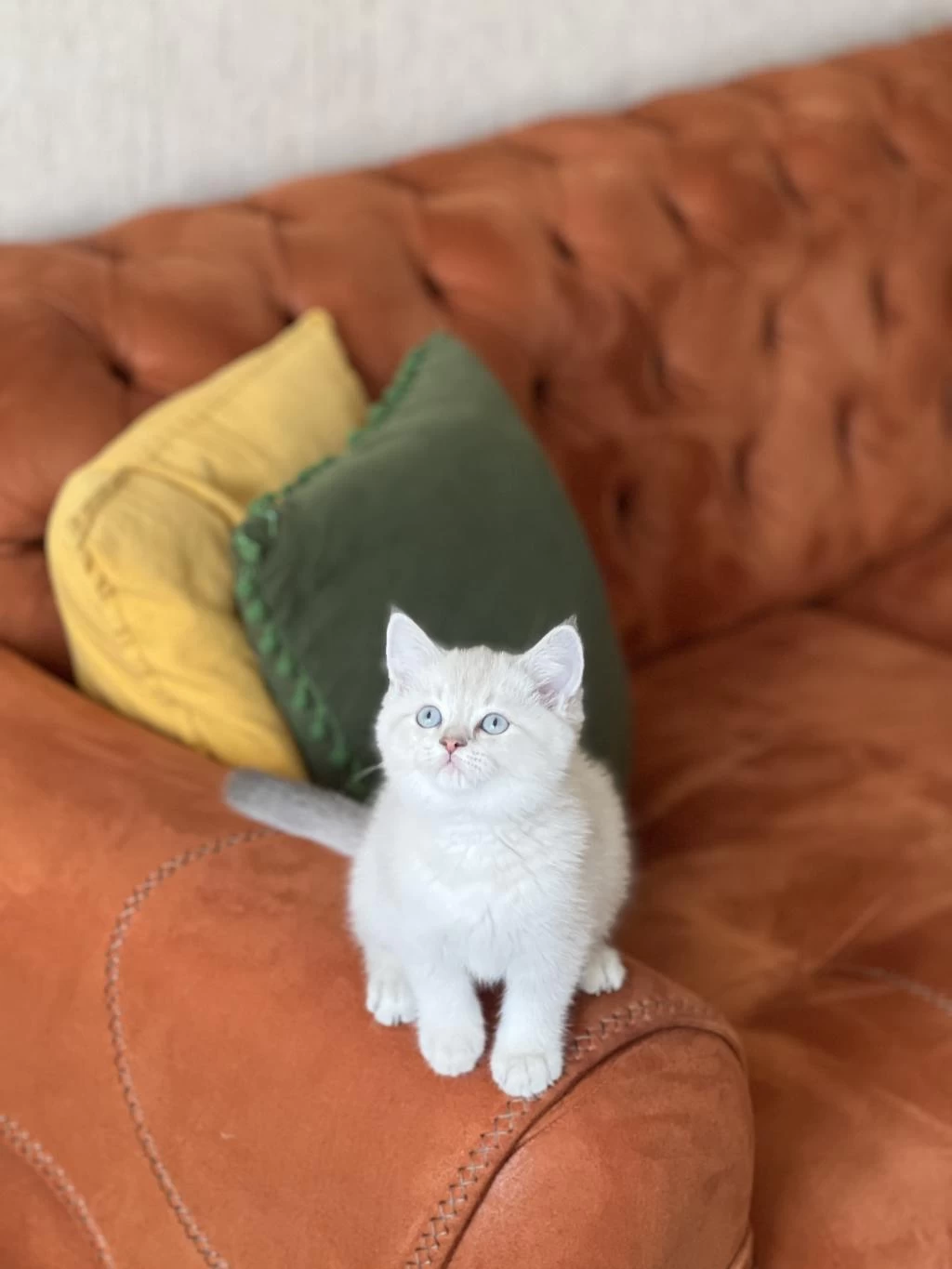 A Kalite British Shorthair Yavrum