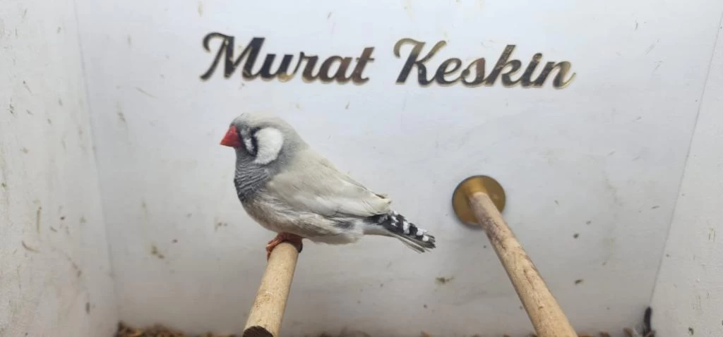 Pastel Zebra Finch Takımlar