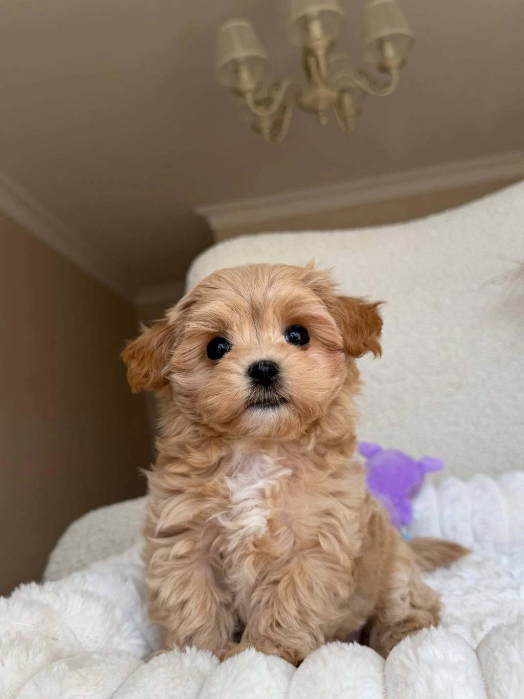 Maltipoo Yavrularımız Korean