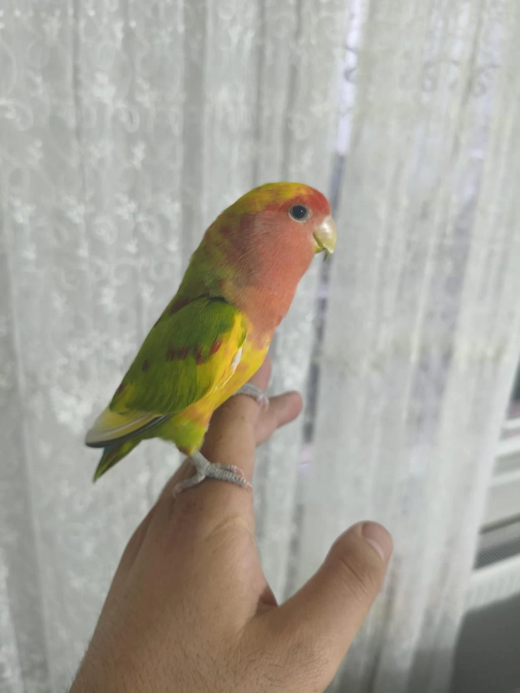 Acil Satılık Sevda Papağanımız