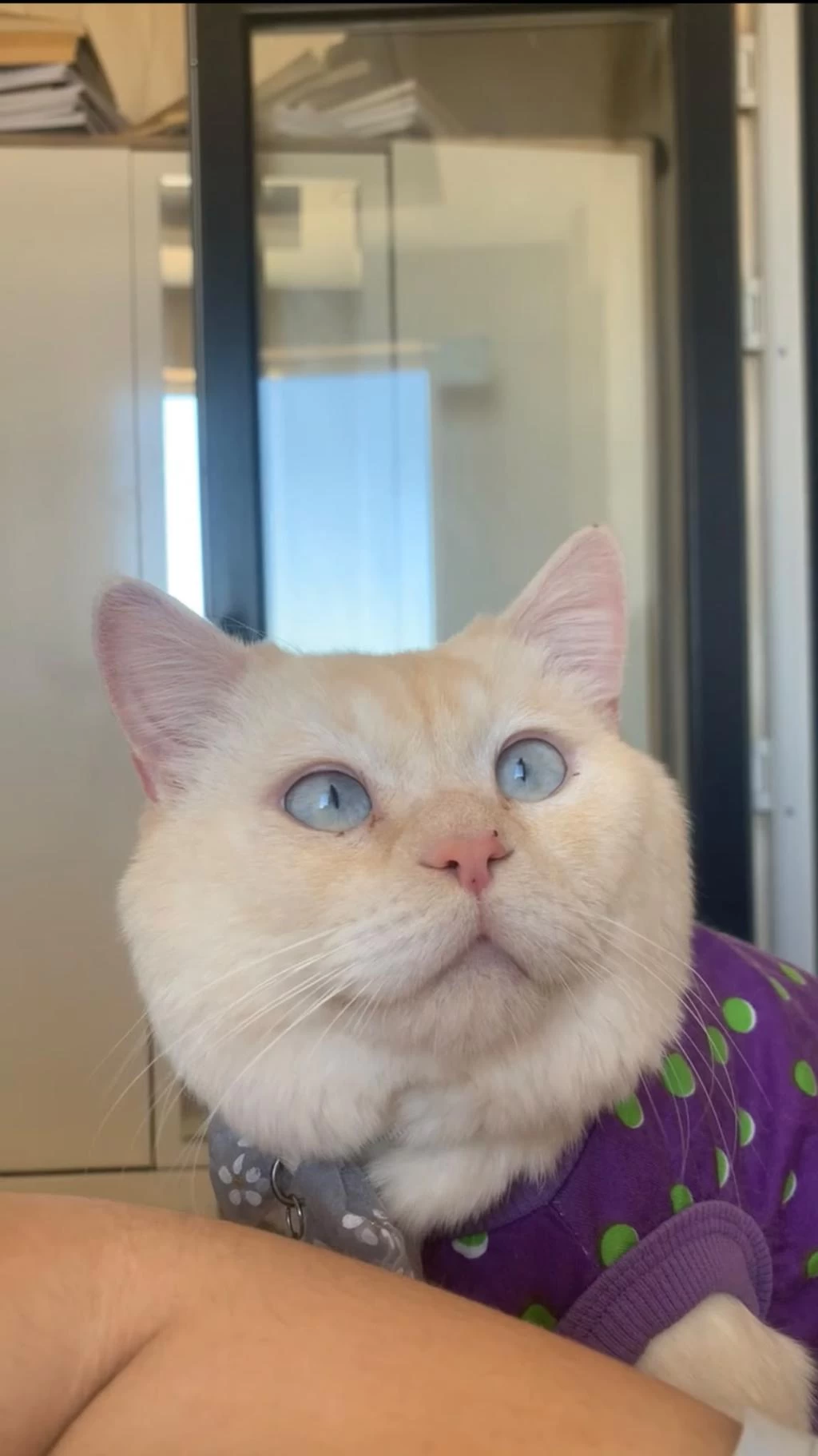 2 Yaşında British Shorthair Oğlum