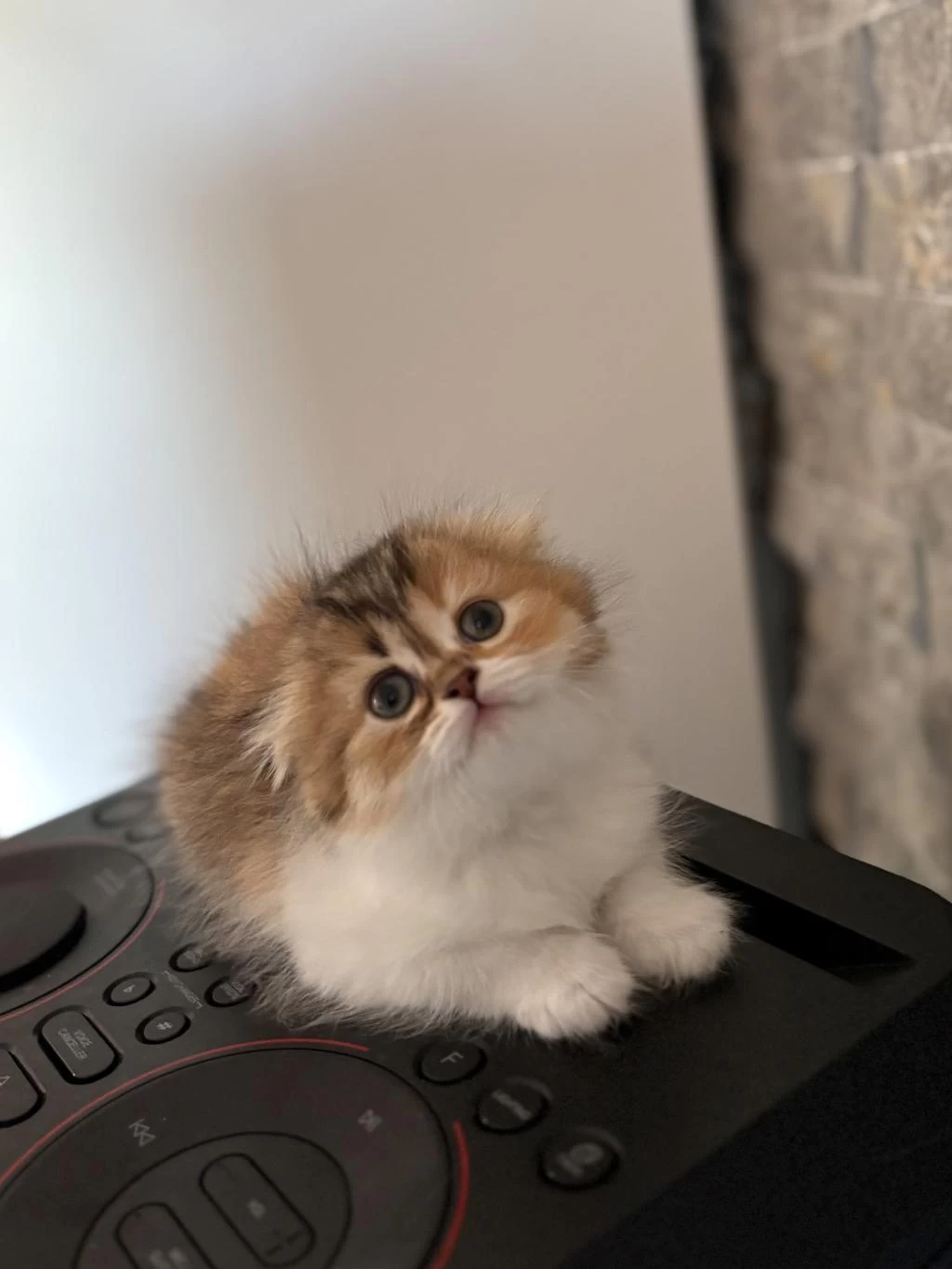 Scottish Fold Golden Yavrularim
