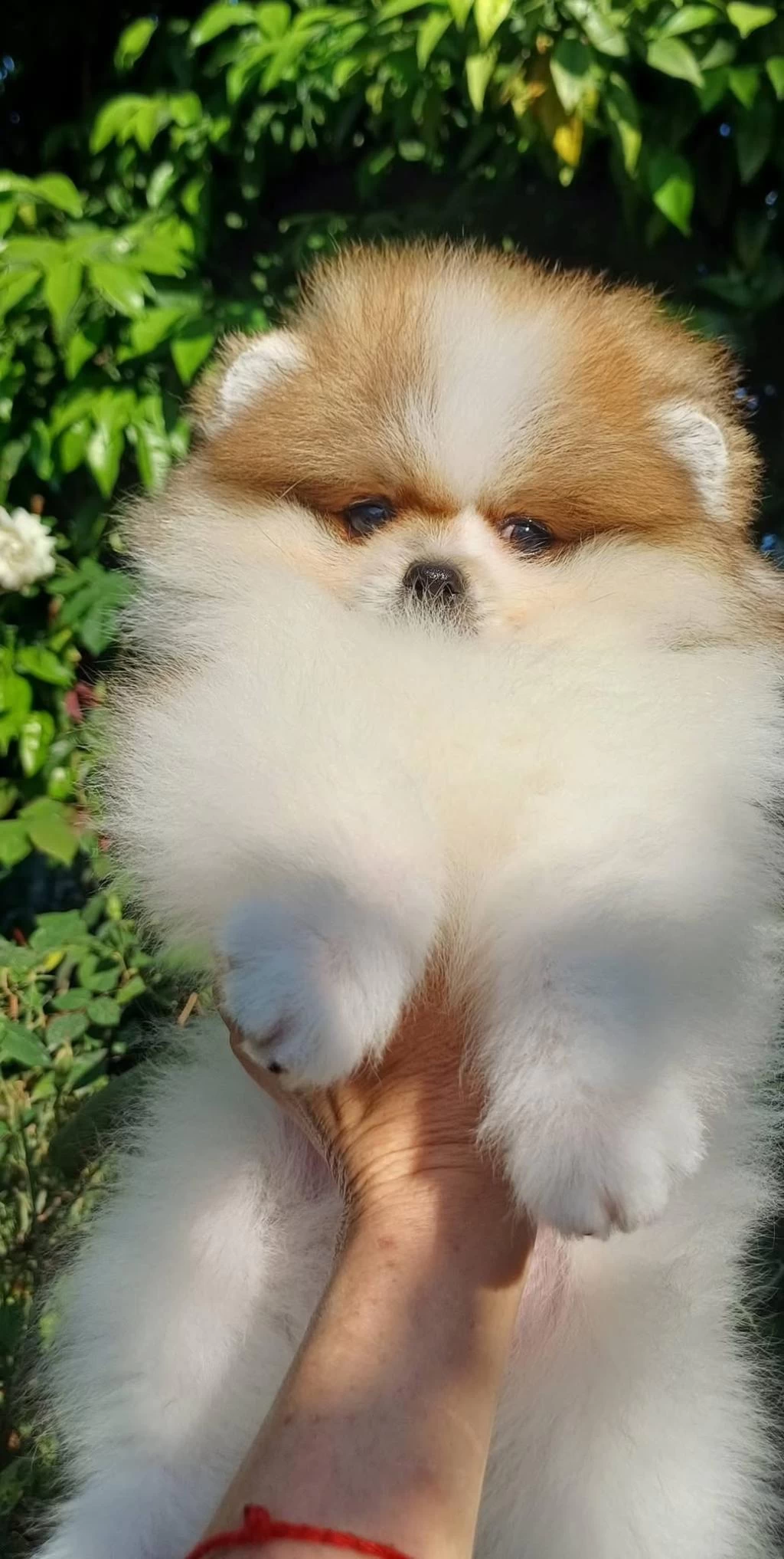 Pomeranian Boo Dişi Tea Cup