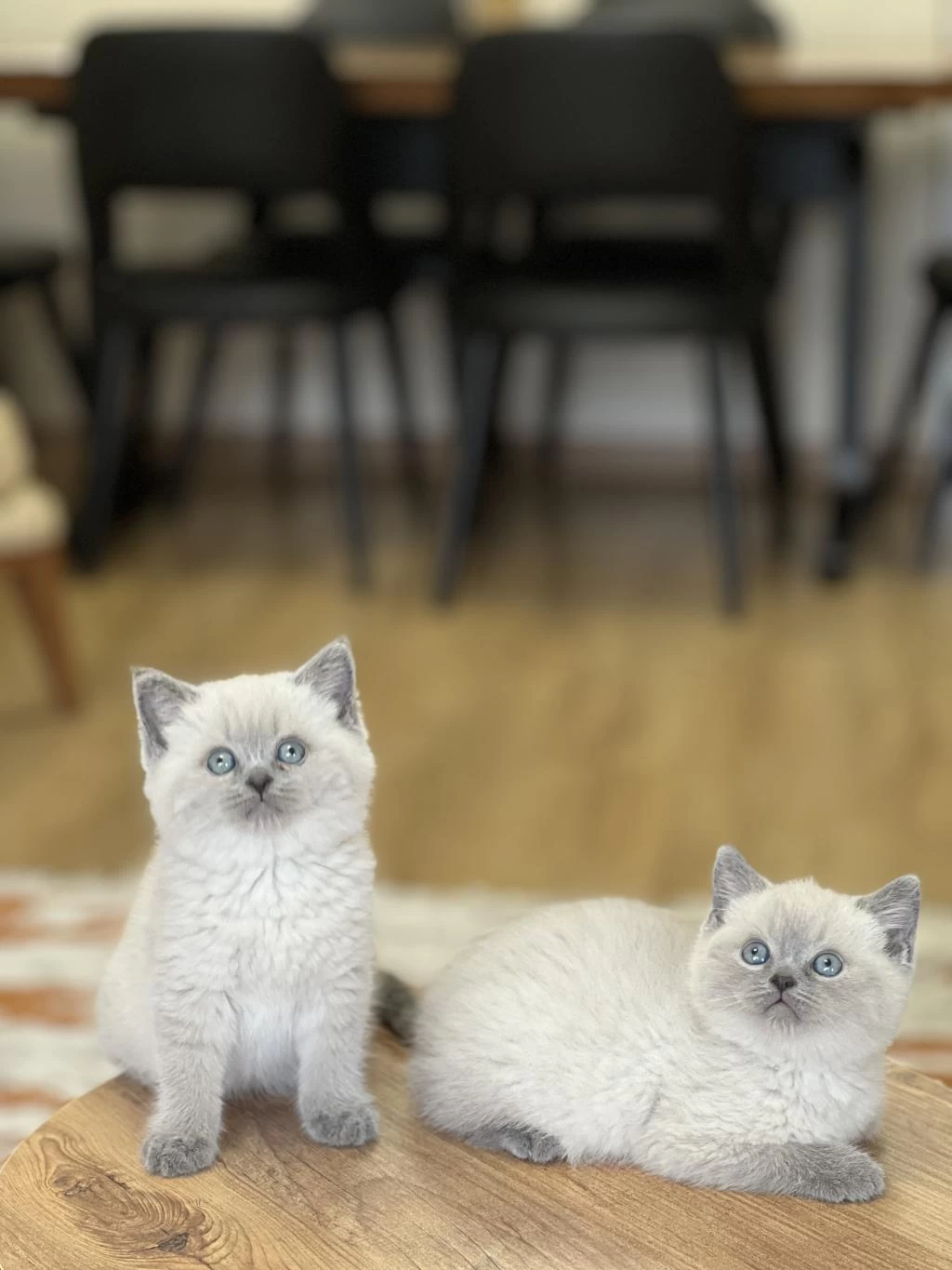 Yeni Ailesine Gitmeye Hazir Blue Point Yavrum