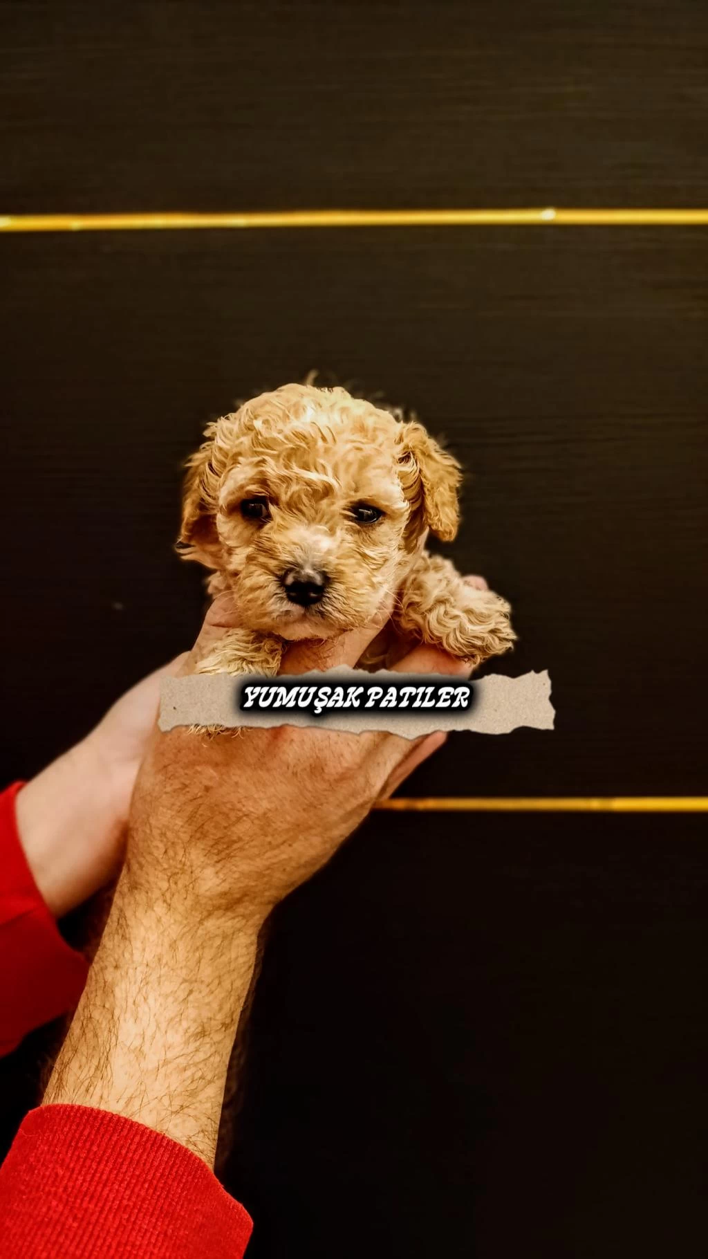 Harika Kore Poodle