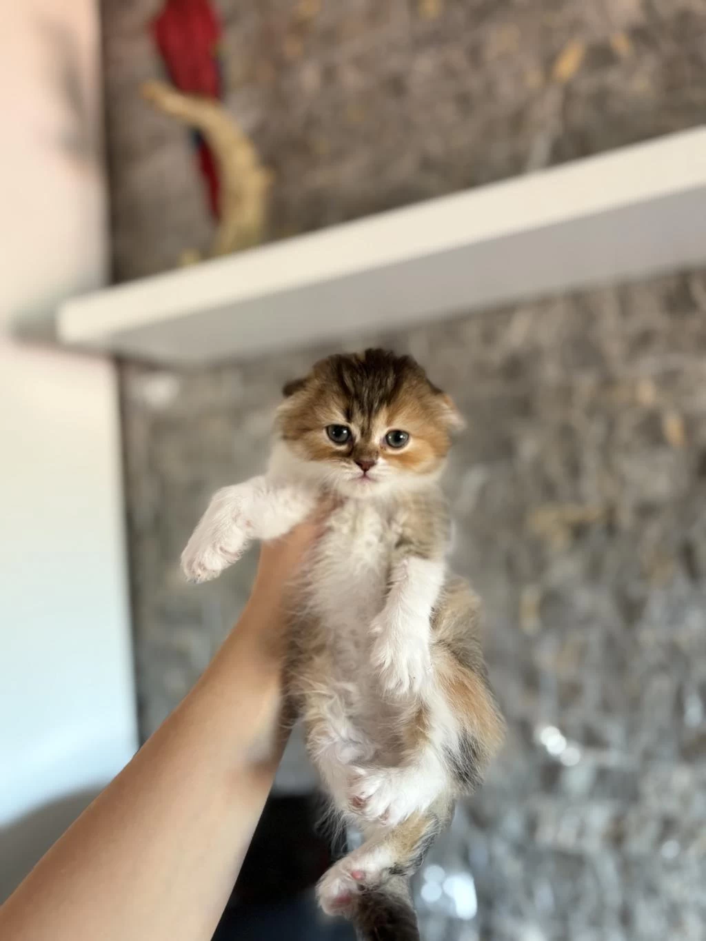 Scottish Fold A Kalite Yavrularim