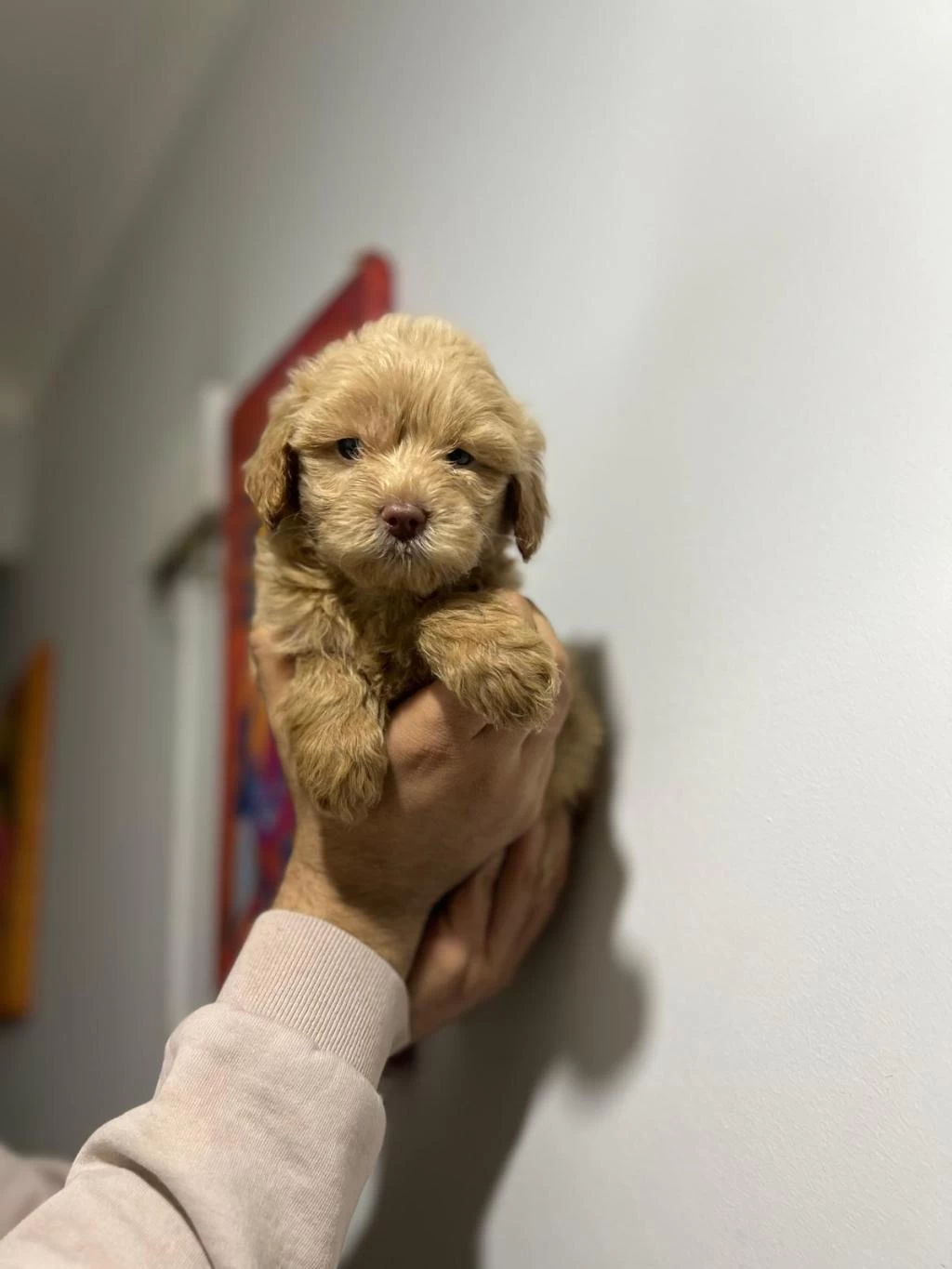 Maltipoo Adrese Teslim, Kapıda Ödeme Yapabilirsiniz