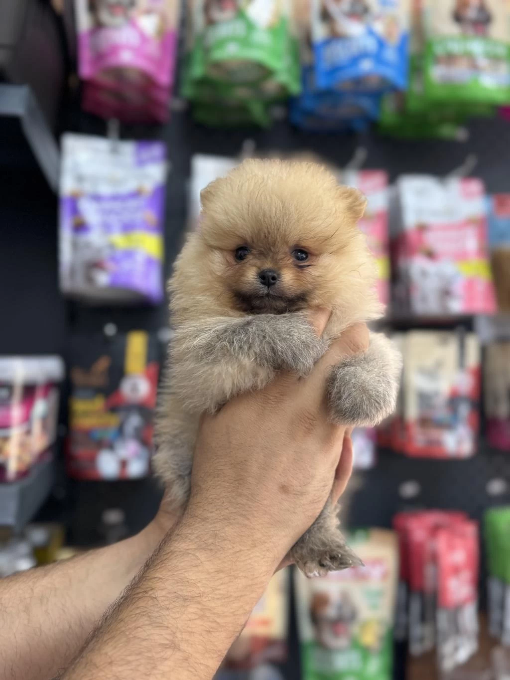 Pomeranian Orange Yavrularımız